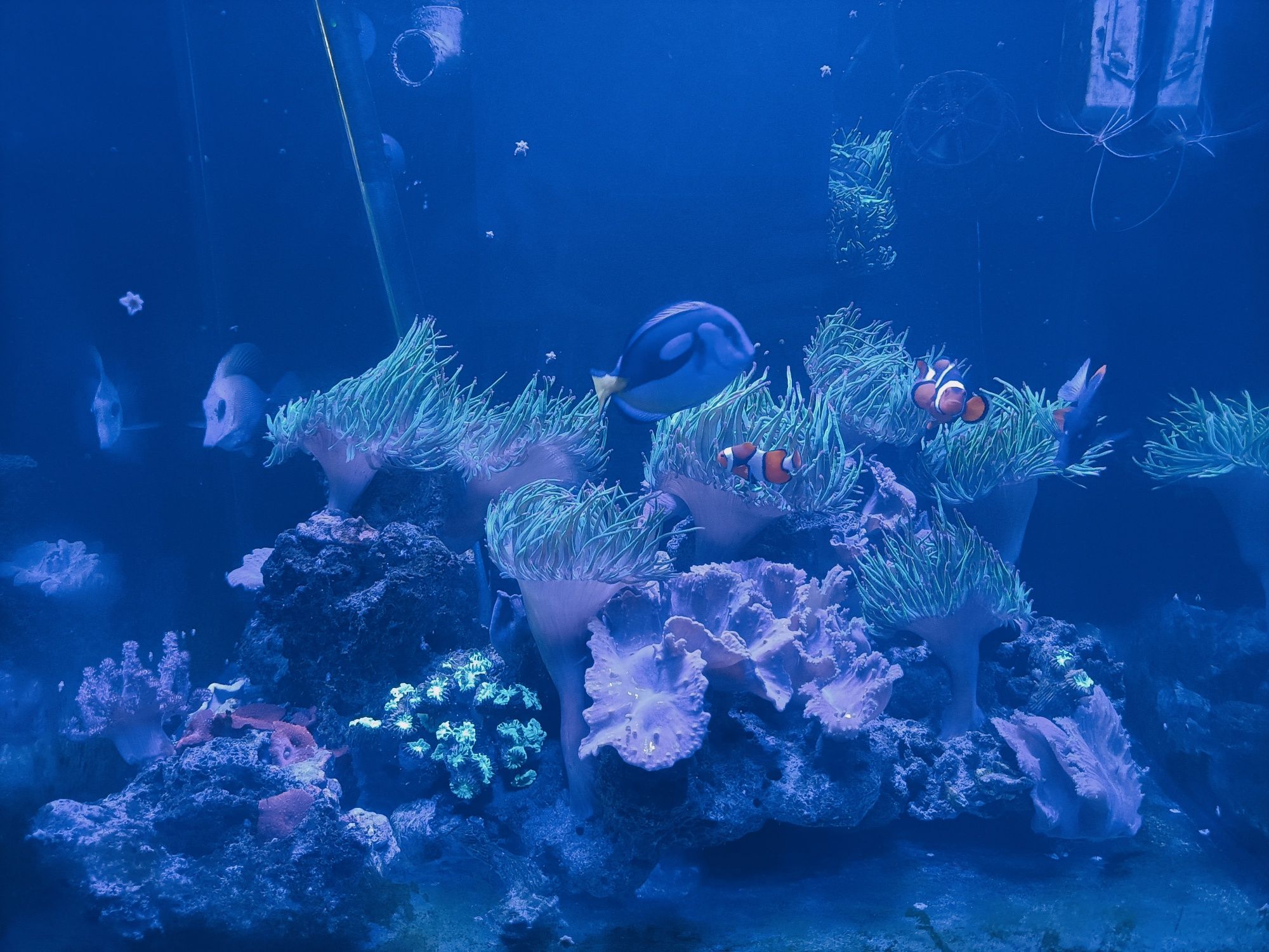Água salgada peixes anémonas corais