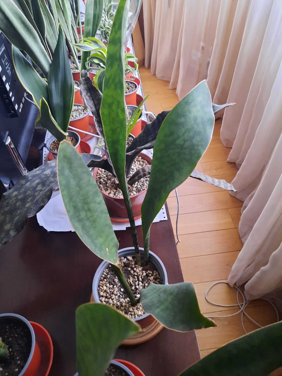 Сансевієрія Масоніана  Sansevieria Masoniana  VICTORIA  or  KONGO