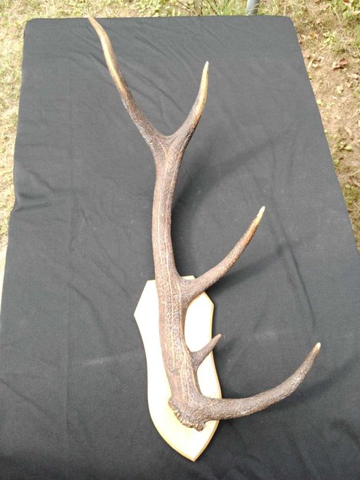 Poroże jelenia – pojedyncza tyka na tabliczce, 75 cm