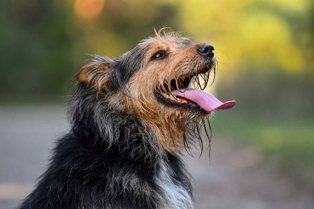 ROZAR młody piękny pies w typie teriera do adopcji