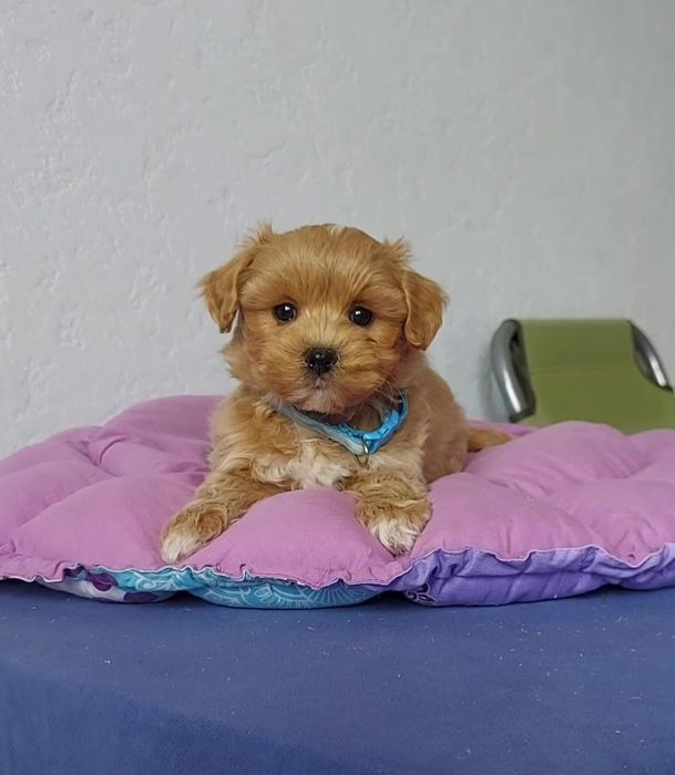 Чарівні цуценята мальтіпу.  Лагідні та ніжні мальтипу.