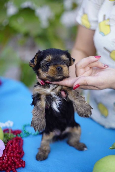 Цукерочка в кишені — йорик-дюймовочка, вага до 1,5 кг!