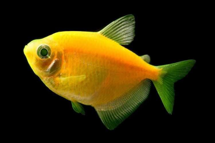 Акваріумні рибки GloFish (тернеція, даніо, барбус, лабео)