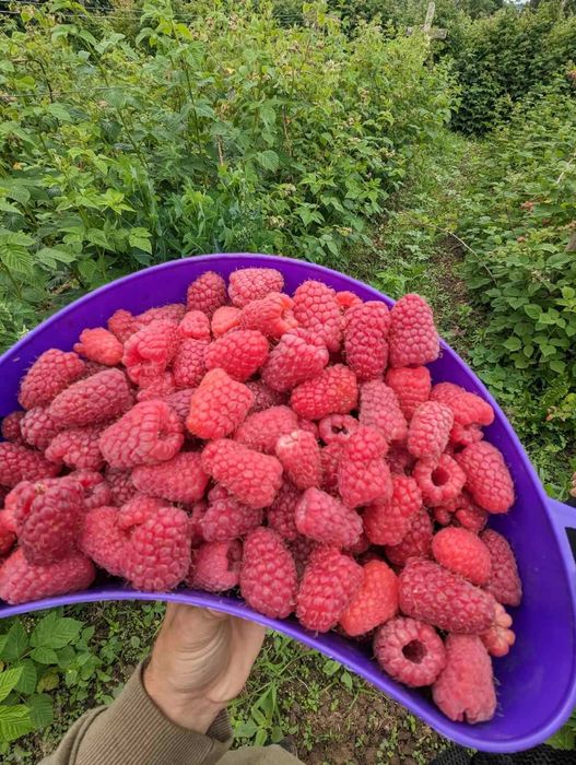 Продаєм саджанці малини , різних сортів більше 40 видів