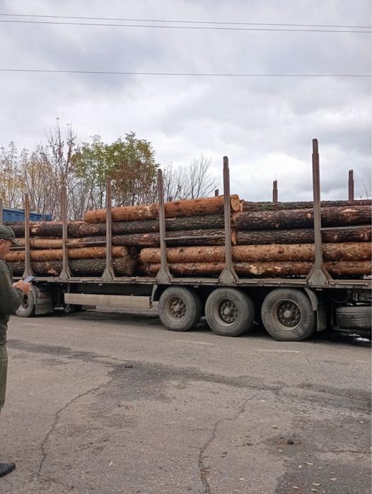 Лес Кругляк Сосна