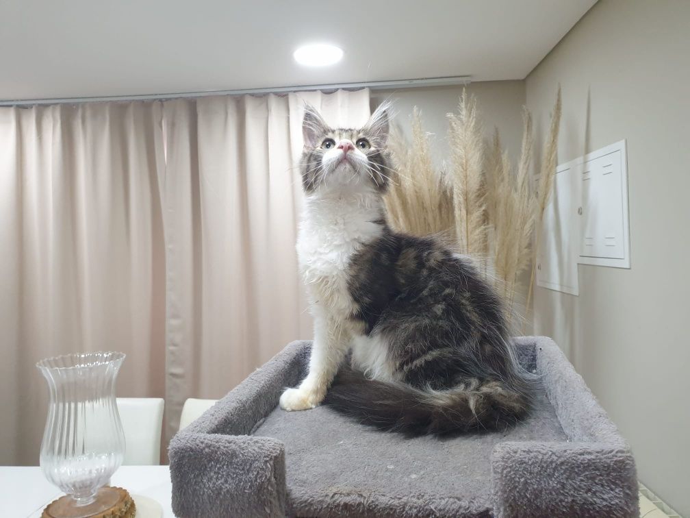 Fêmea Maine Coon com Lop