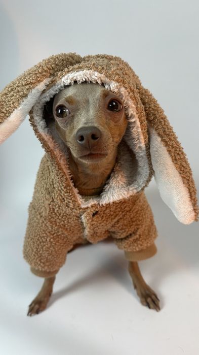 Цуценята той-терʼєра