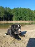 Amstaff czarna suczka