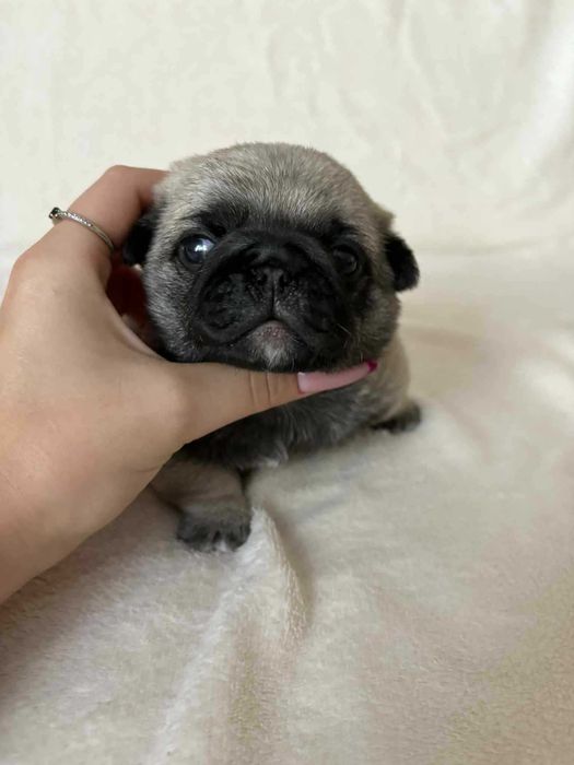 Przepiękny Piesek Mops