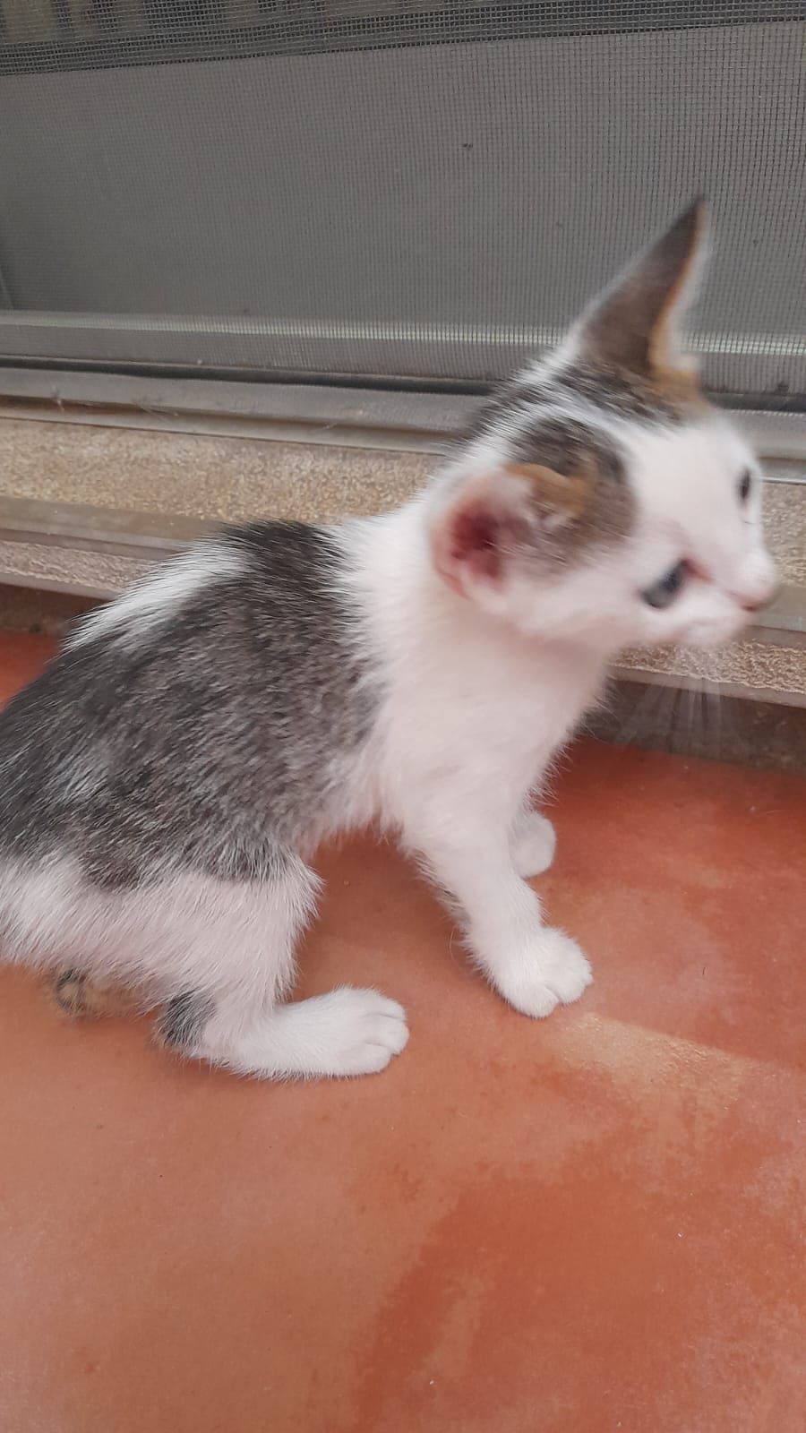 Gatinhas para adoção