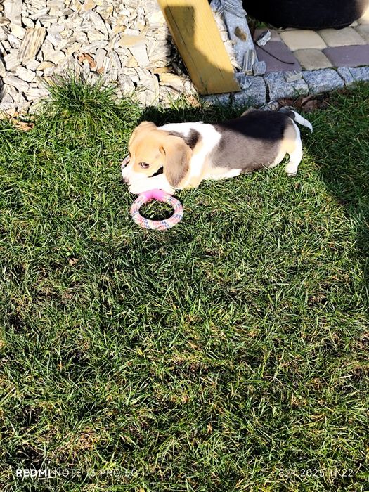 Suczka Beagle gotowa do odbioru metryka czip wyprawka
