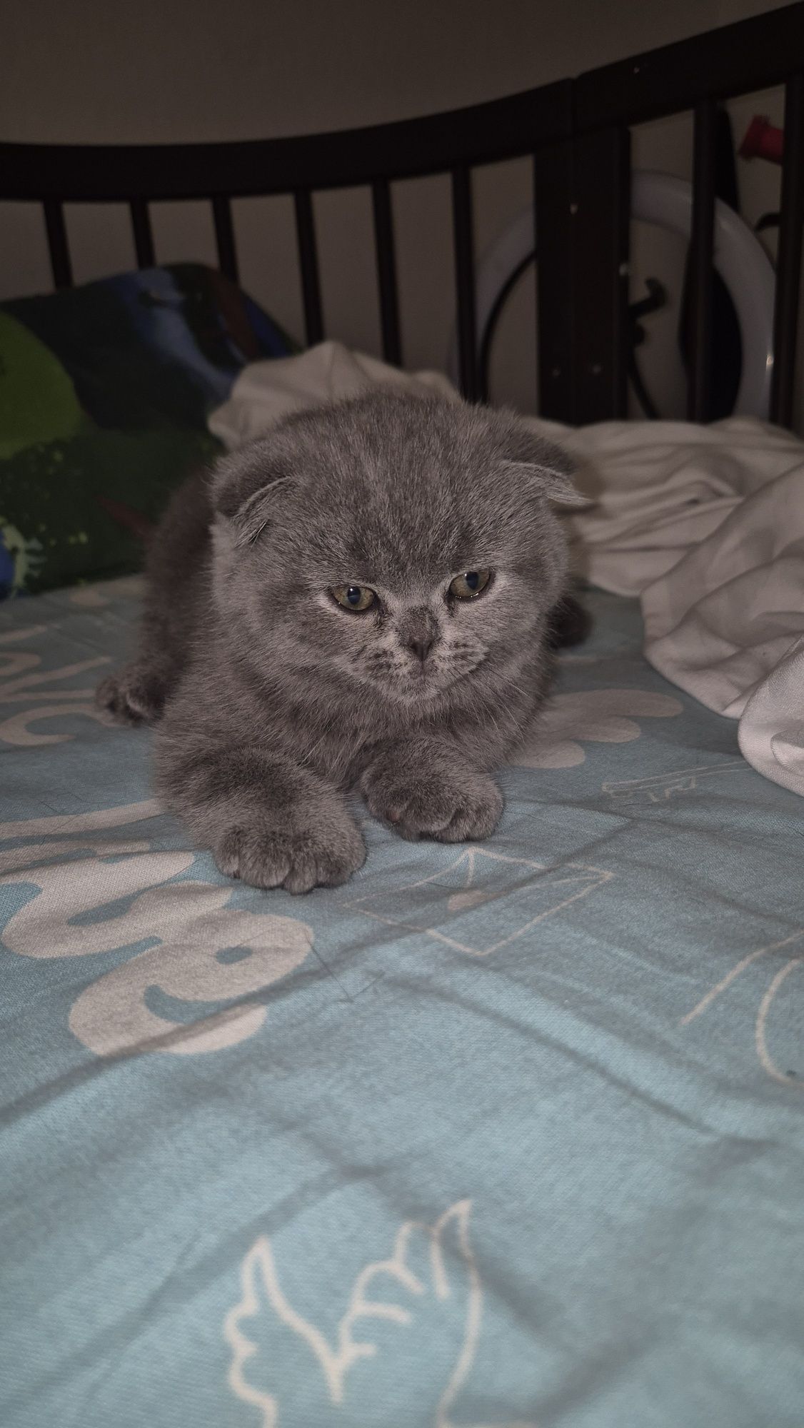 Продам Шотланские веслоухие котята  мальчики и девочки