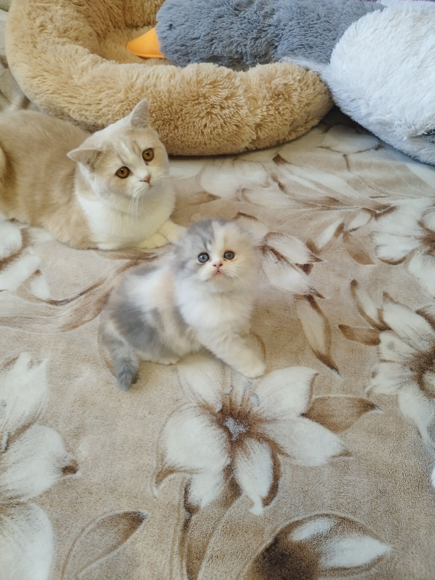 Шотландські висловухі