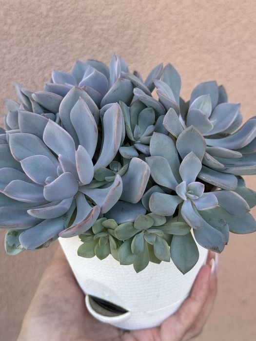 Сукуленти кімнатні