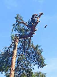 Wycinka drzew metodą alpinistyczną