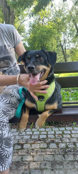 Młodziutki, wesoły, przyjazny Oluś czeka na domek. Adopcja!