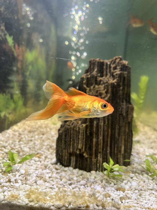 Sprzedam/zamienię welonki