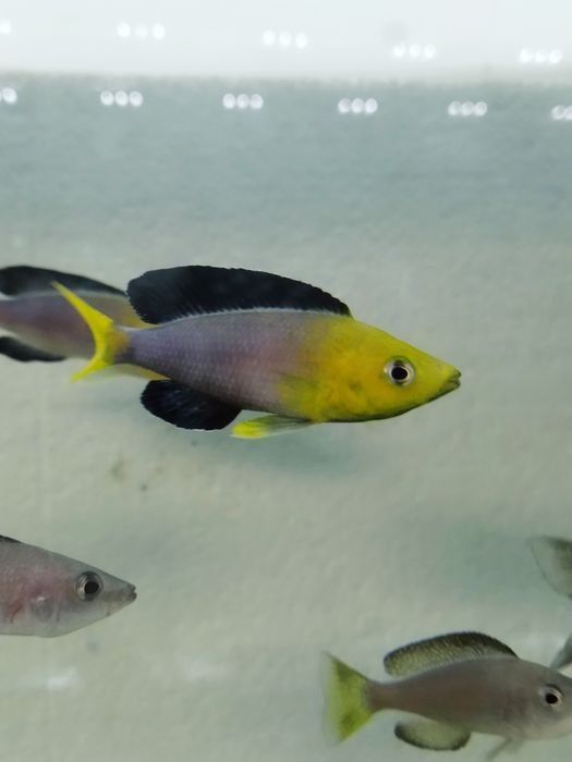 Cyprichromis leptosoma yellow head tanganika