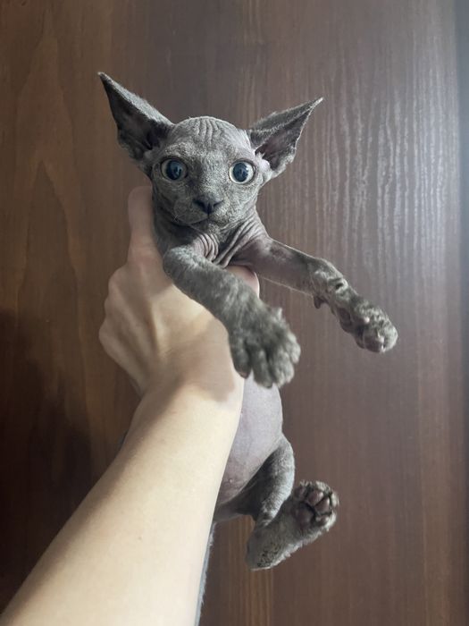 Шикарний сірий хлопчик