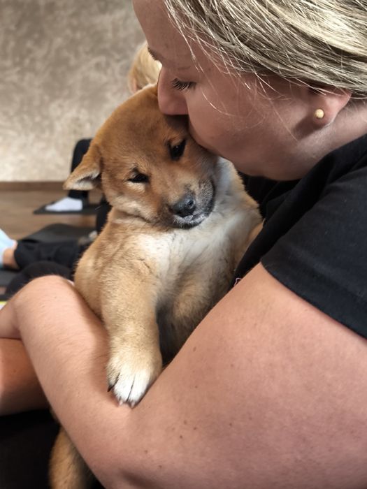 Shiba inu śliczne pieski i suczki ZKwP/FCI