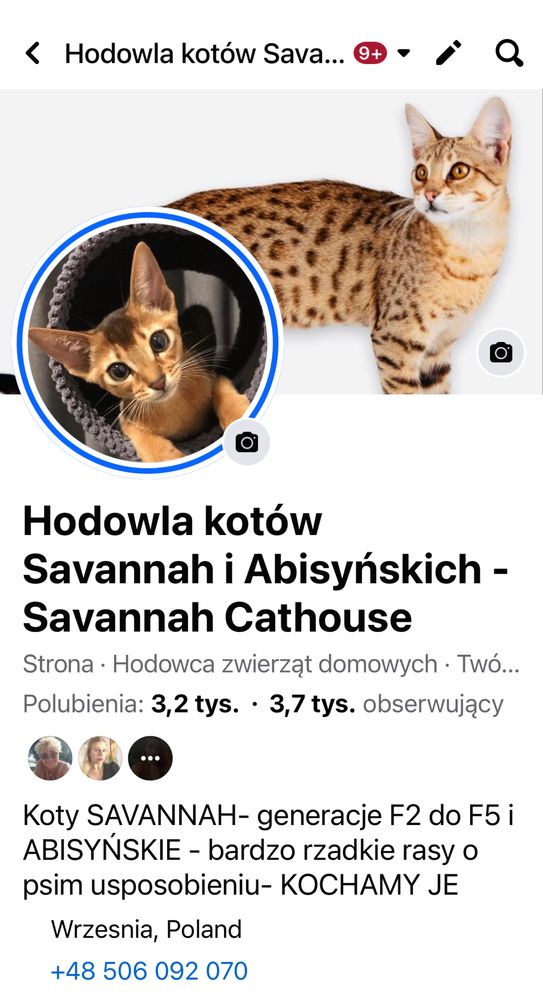 Kot Savannah F5- bardzo rzadka rasa z USA /TICA