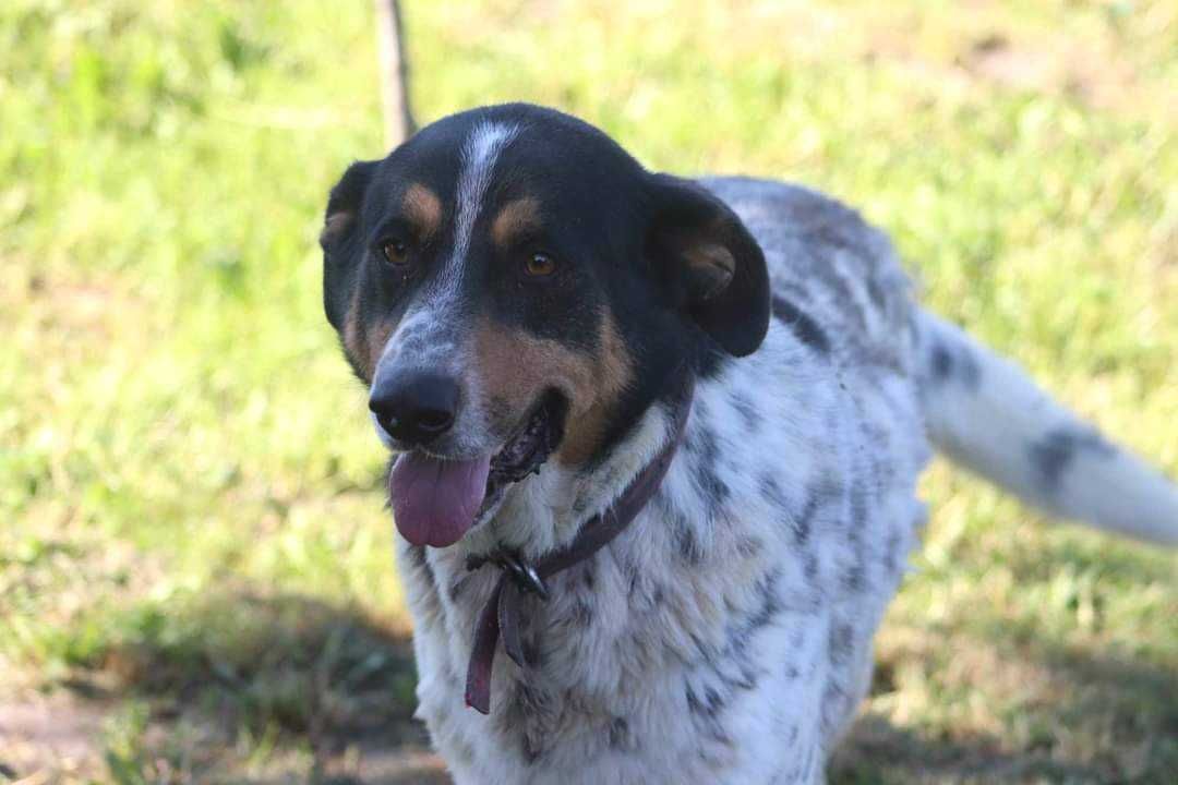 Max czeka na dom. Pokochaj na zawsze