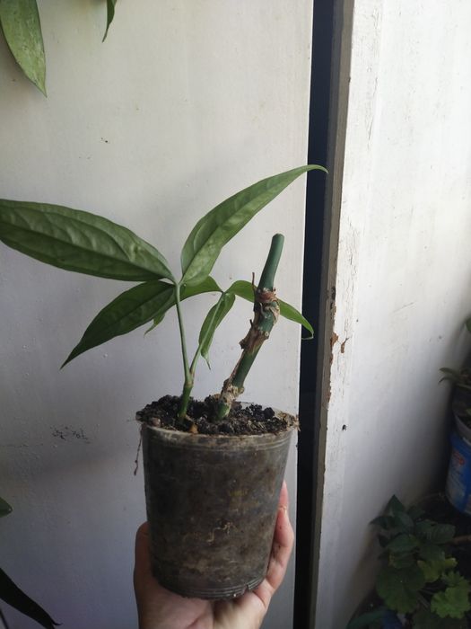 Anthurium polystictum.  .