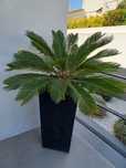 Vaso usado com flor yuca