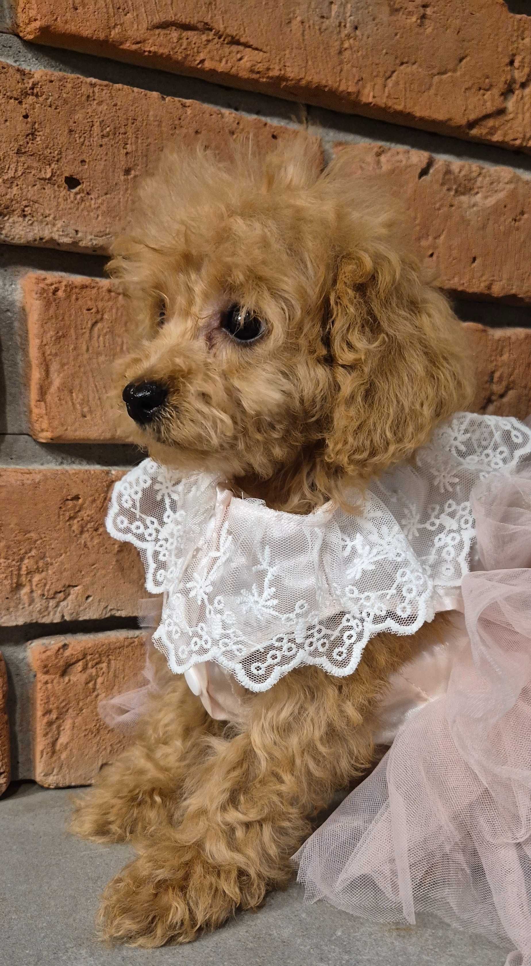 Maltipoo f1b piękna  mała dziewczynka do odbioru