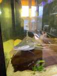 Sum Tygrysi Merodontotus Tigrinus Brachyplatystoma tigrinum