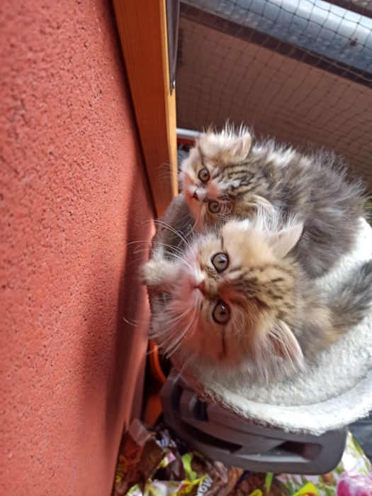 REZERWACJA Kotka perska pers persy perskie kocięta