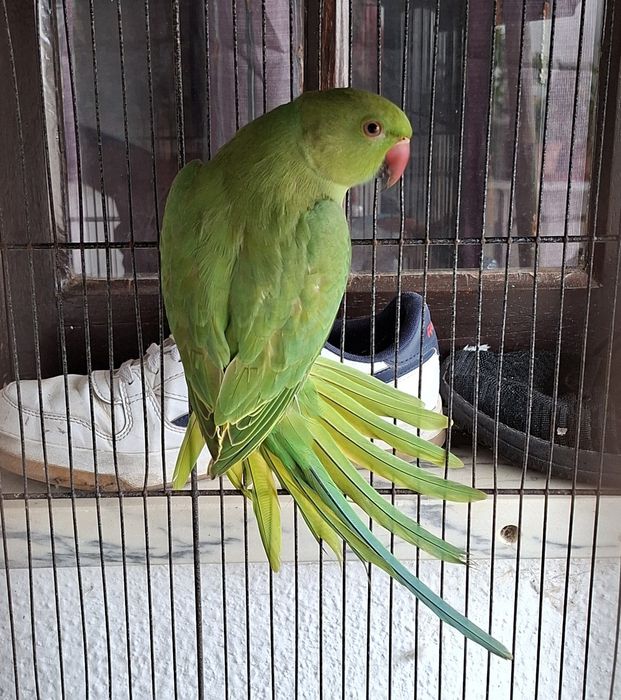 Ring Neck Verde 2025