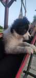 Suczka Border collie