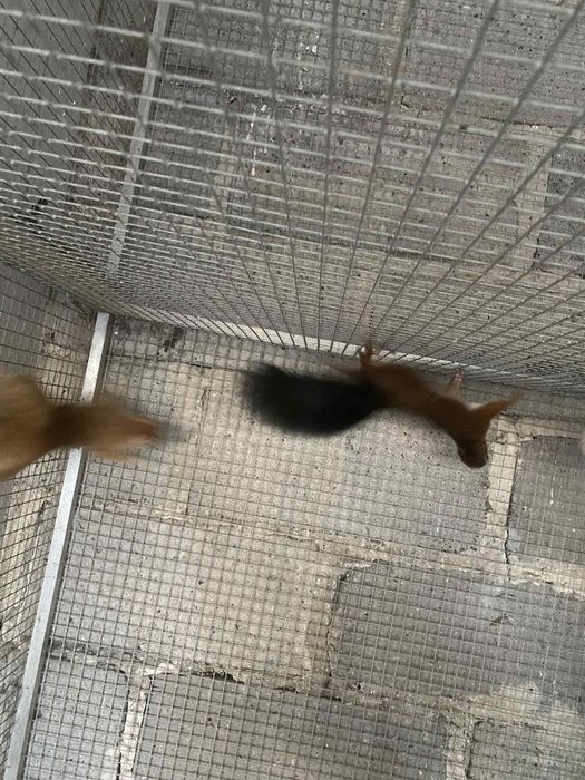 Wiewiórki japonskie samce