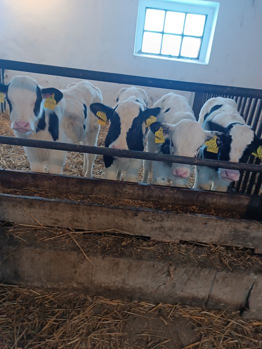 Byczek cielak żarłak