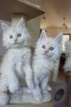 kocurek Maine Coon - FPL - srebrny - po ojcu shaded