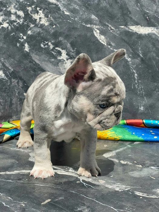 Дівчинка суперміні Isabella Merle