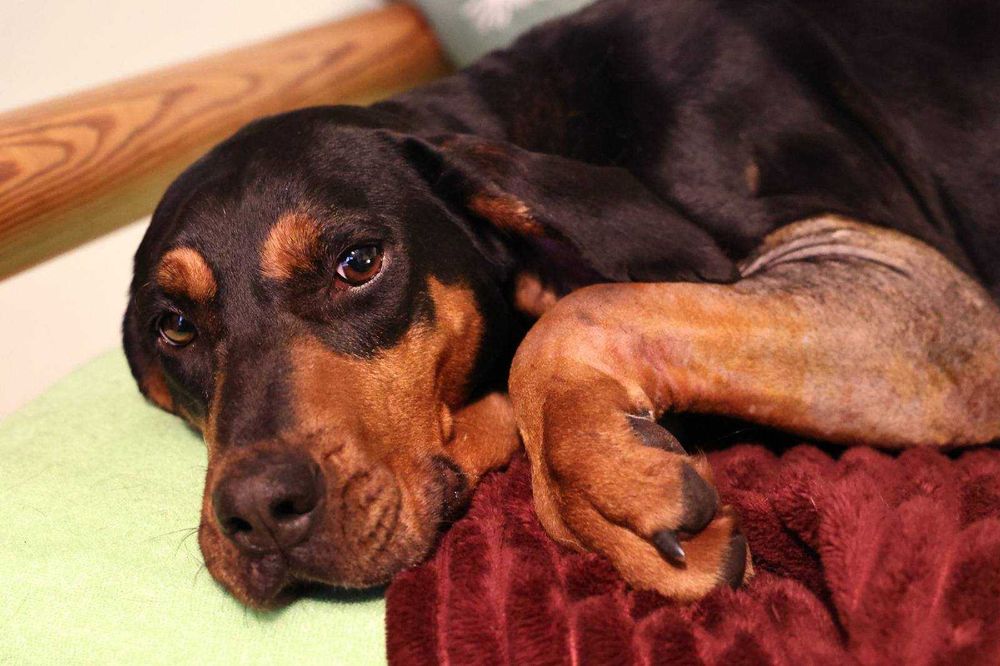 LOLA w typie gończego - do adopcji!