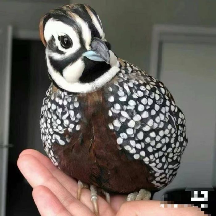 Фазан,фазаны разные,декоротивные