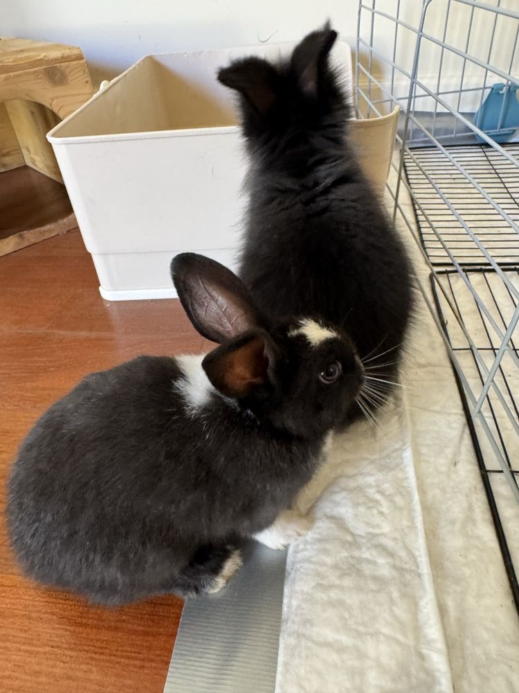 Adoráveis Coelhos Mini Lop & Angorá