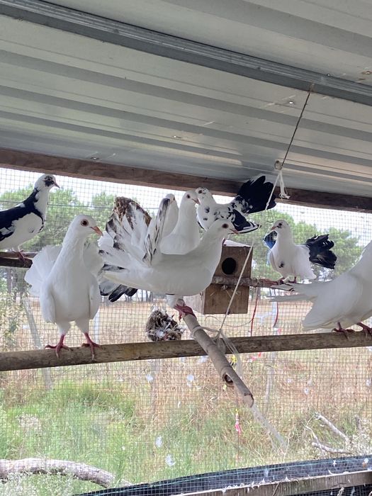 Pombo de leque 20€ o casal