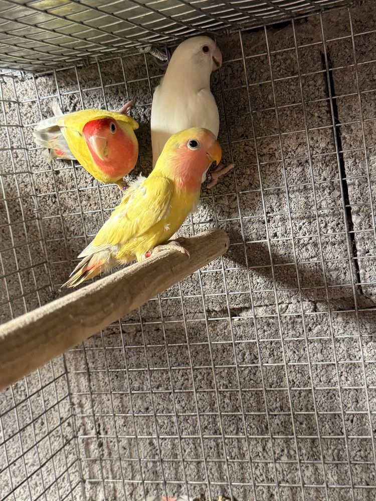 Ring necks, Agapornis Roseicollis, caturras e canários