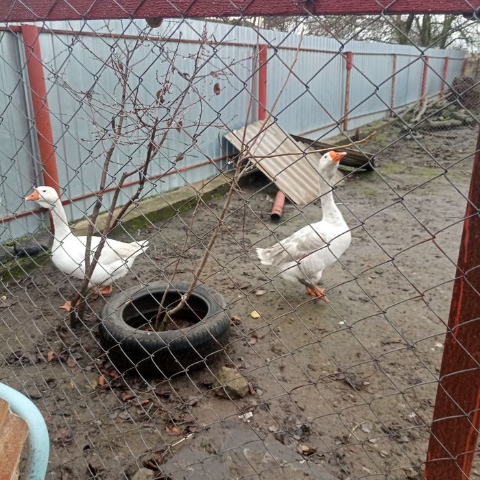 Продам гусей на розвод