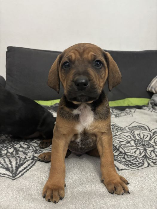 Szczeniaki - 5 tygodni