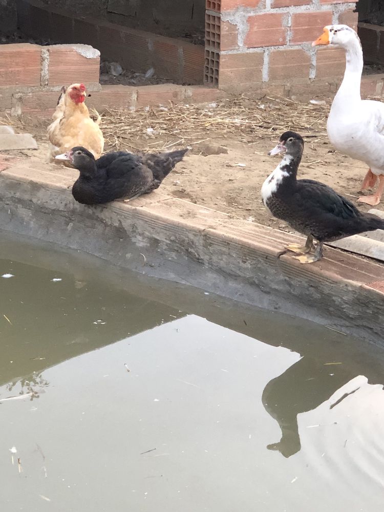 Vendo 5 patos novos