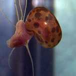 Planorbis corneus – Caracois