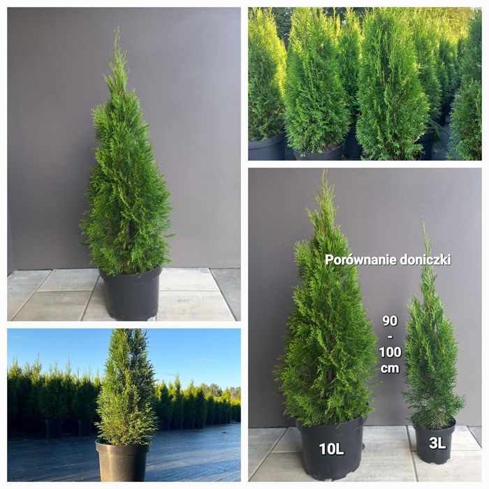 Tuja Thuja Szmaragd 110-120 cm !DONICZKA 10L (NIE 3L)!!