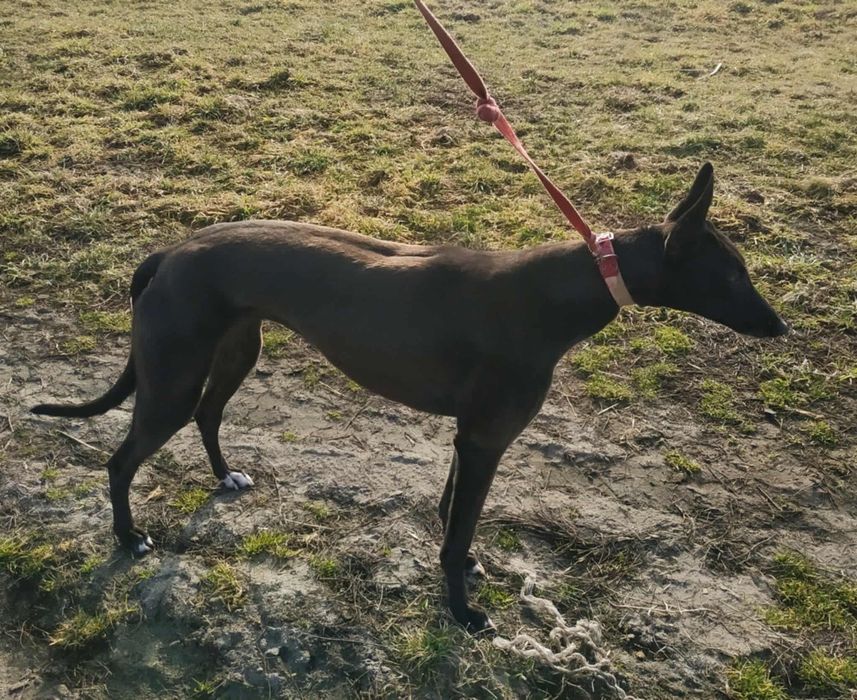 Chart Greyhound torowy suczka