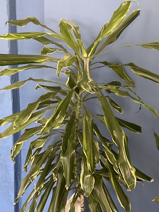 Planta de interor Dracaena