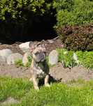 Buldog francuski BLUE FAWN